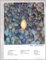醉蜻蜓