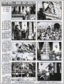 黑色的郁金香