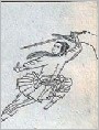 女状元之死