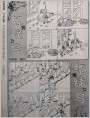 红男绿女鸟